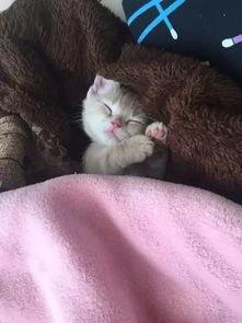 网红猫吃贝贝瓜视频,贝贝瓜成新宠! 第1张 网红猫吃贝贝瓜视频,贝贝瓜成新宠! 第1张